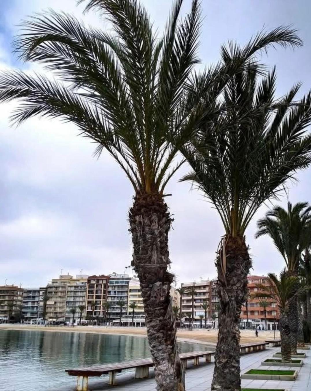 Calle De Palangre 17 Apartment تورّيفيِخا المظهر الخارجي الصورة